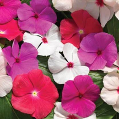 CORUS Vinca Cora cascade Mix Flower Seed
