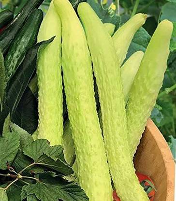 VibeX ® XXL-481 Long Chinese Cucumber White Seed