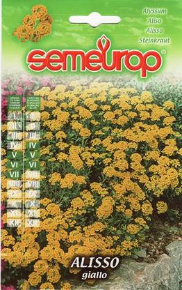 CYBEXIS Flower - Alyssum Gold Dust Seed