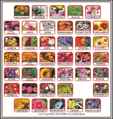 Greenery Hub 40 Variety Flower Seeds Combo Pack Seed