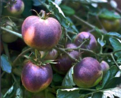 ActrovaX Rose Purple/Blue Tomato Organic Non-GMO High Anthocyanin [5gm Seeds] Seed
