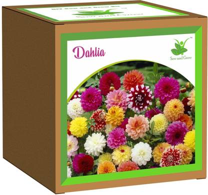 Sow and Grow Seed Starter Grow Kit of Dahlia Flower, for temperatures 15-25 Degrees Seed