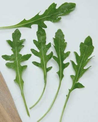 VibeX XLL-35 - Arugula Roquette - (250 Seeds) Seed