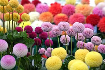 CYBEXIS Dahlia Pom Pom Seeds for Planting Seed