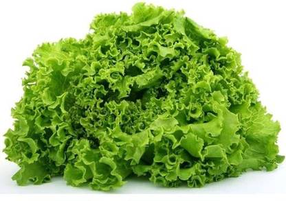 Aywal Crisphead Great Lakes Lettuce Seed