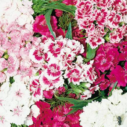 XOLDA Exotic sweet william Seed
