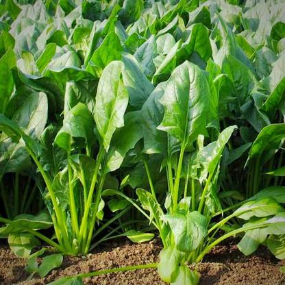 Qualtivate XXX-1A Regiment Spinach (Palak) Seed