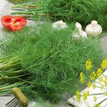 XOLDA Soya dill Vegetable Seed