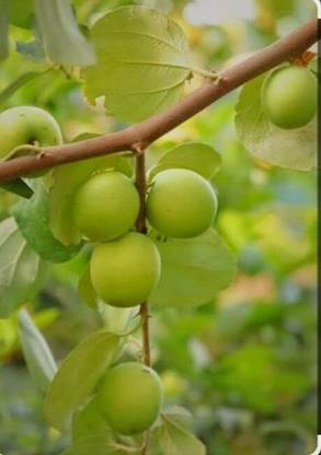 SHYAM Narkel kul. Seed