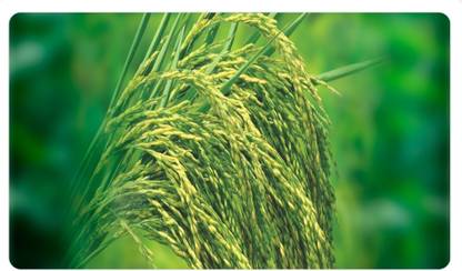 HYBRID 3kg, Hybrid paddy seeds highest yield Verity very testy seeds Seed