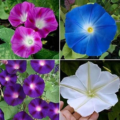 VibeX HUA-48 - Morning Glory Mix Flower - (300 Seeds) Seed