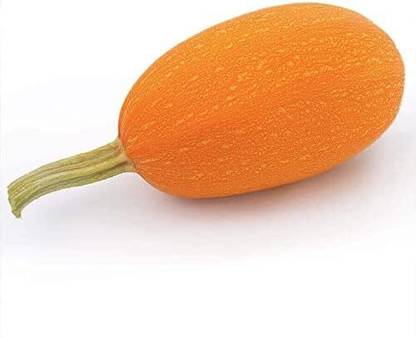 Qualtivate HYB-5A Orangetti Spaghetti Organic Squash Seeds Seed