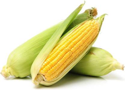 VibeX VVI-4 - Golden X Bantom Corn - (250 Seeds) Seed