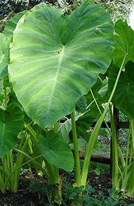 KANAYA Taro Root Arabi Beej Seed
