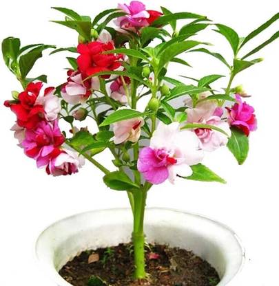 GREENSEA Balsam, Dopati Flower Seed