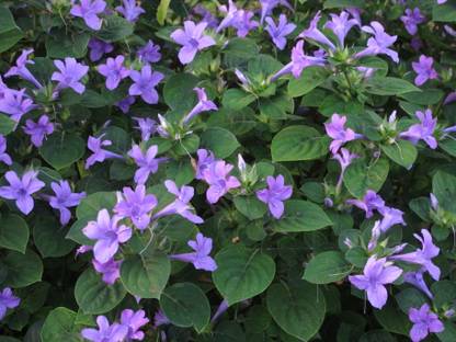 ASPEN Barleria Cristata Flower Seed