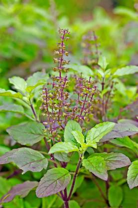 SUNWAN Organic Tulsi | Holy Basil Shyama Tulsi Plant Seed