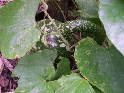 VibeX HUA-99 - GOOSENECK / BOTTLE / SWAN GOURD - (100 Seeds) Seed