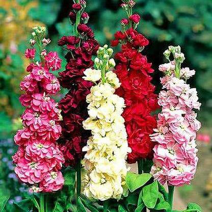KANAYA Comman Stock Flower Seed