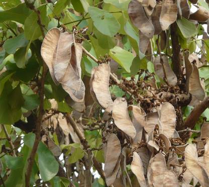 Apurba Agriculture Safed Palash Seed, White palash 1Pack Seed