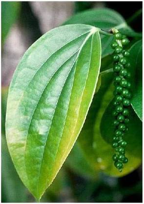 CYBEXIS Black Pepper (Piper nigrum) Seeds 600 Seeds Seed