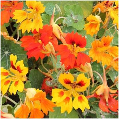 CYBEXIS Nasturtium - Phoenix Seed