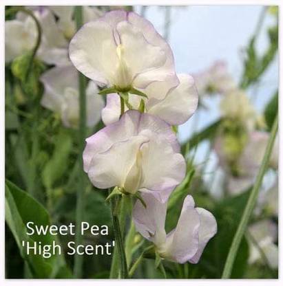 CYBEXIS Sweet Pea 'High Scent' Seeds. High Scent Sweet Peas Seed