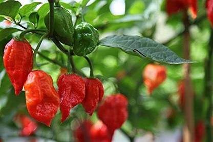ENINE Hybrid HPH - 5531 Hybrid Chilli Syngenta Mirch 150 Seeds V3 Seed