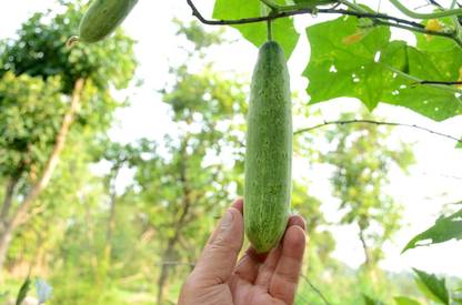 abiswas Desi White Cucumber Vegetable Seed