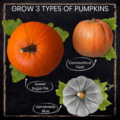 WILLVINE PAU-409 3 Types of Pumpkin Seeds Seed