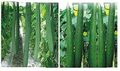 VibeX Ridge Gourd & Sponge Gourd Vegetable Combo[100 Gms, 500 Seeds] Seed