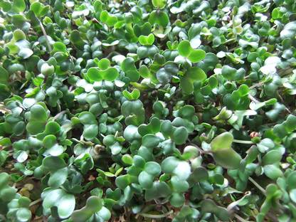 CYBEXIS GBPUT-27 - Organic Broccolini Broccoli - (450 Seeds) Seed