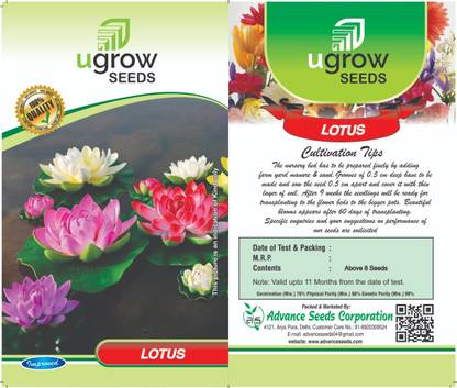 agri max gardens LOTUS FLOWER ,LOUTS SEED,LOUTS PLANT Seed