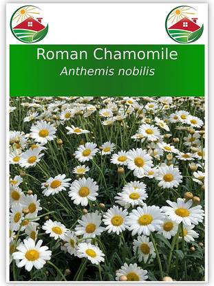 VibeX ® VMR-90 Roman Chamomile Seeds Seed