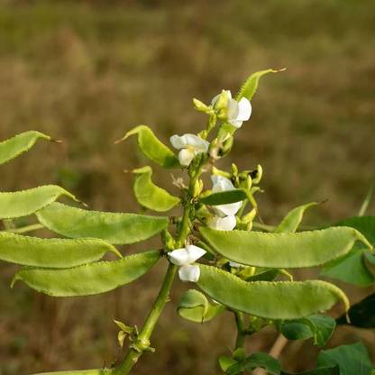 eShoptail Sem Phali/ Dolichos Beans (Barahmasi) Seeds Seed