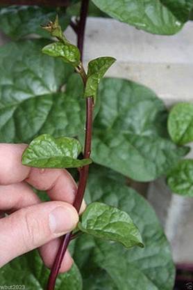 WILLVINE Red Malabar Spinach [Guyanese Thick Leaf Callaloo] Fast-Growing-[200 Seeds] Seed