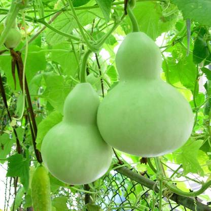 ACMS Calabash Long-Handle JKL-65 Gourds Bottled Lagenaria Giant Vegetable Non GMO Seed