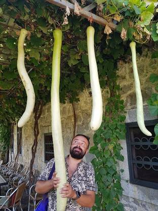 CYBEXIS XLL-35 - Calabash Long Gourd - (100 Seeds) Seed