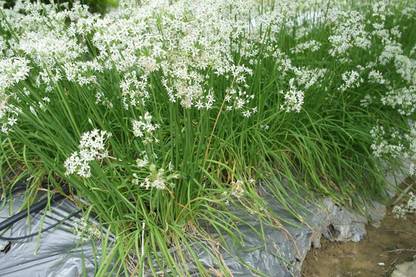 CYBEXIS VXI-36 - Oriental Garlic Asian Chives Chinese - (250 Seeds) Seed