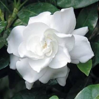 KNESSiN Jasmine White Jasmine Bonsai Plants[100 Seeds] Seed