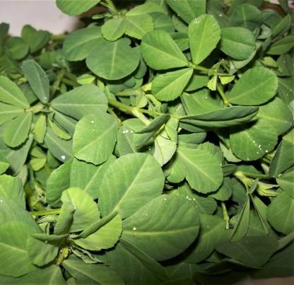 MORWINS METHI Fenugreek Desi ( (मैथी ) Seed