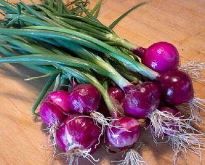 Qualtivate LXI-685 Red Purplette Onion Seeds Mini Onion Seed