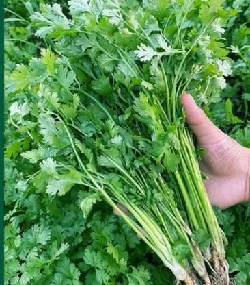 ZIXA CORIANDER CHINESE PARSLEY Seed