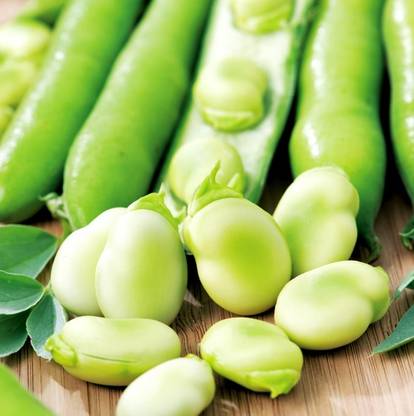 Avysa Bean (Broad Bean) Seeds - Aquadulce Claudia Seed