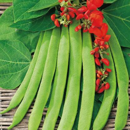 SREE Runner Beans, 100% Organic Gardening Vegetable,Sim Hybird Seed