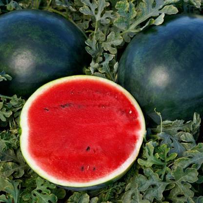Recron Seeds Sugar Queen F1 Hybrid Watermelon Seed