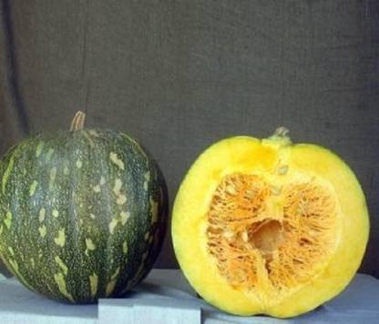 CYBEXIS ATS-84 - PUMPKIN. Hybrid P.101 - (900 Seeds) Seed