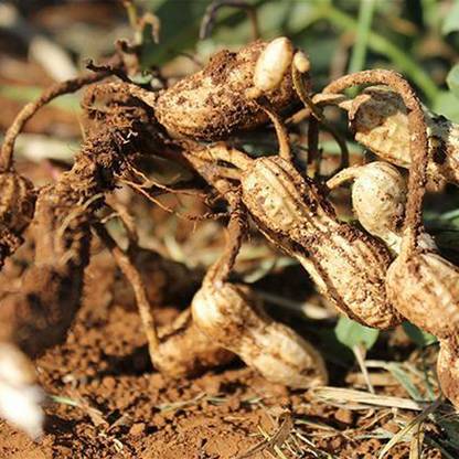 SREE Penut Vegetable Seed, Mungfali Seed. Badam Organic Seed