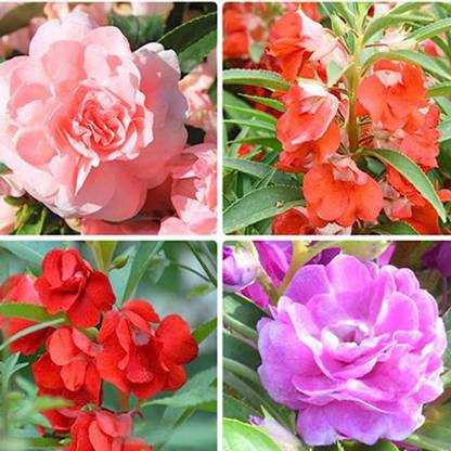 SeeGreen Hybrid mix Balsam flower seeds for home garden,Highgermination_29 Seed