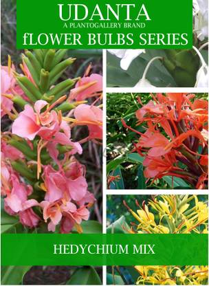 Udanta Hedychium - Ginger Lily Flower Bulbs - Pack Of 5 Bulbs (Multicolor) Seed
